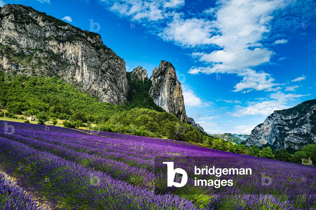 Lavender in Saou (Drome, France) 2021 (photography)
