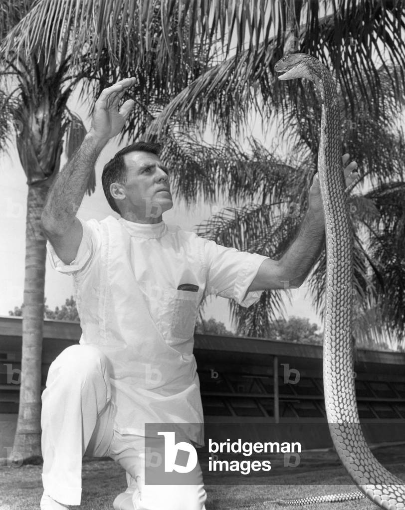 William Haast entices a cobra at the Miami Serpentarium, c.1965 (b/w photo)