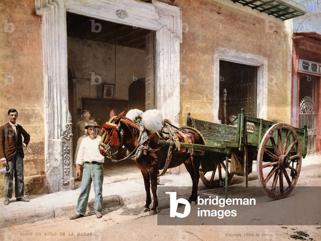 Un Mulo de La Habana, 1900 (colour litho)
