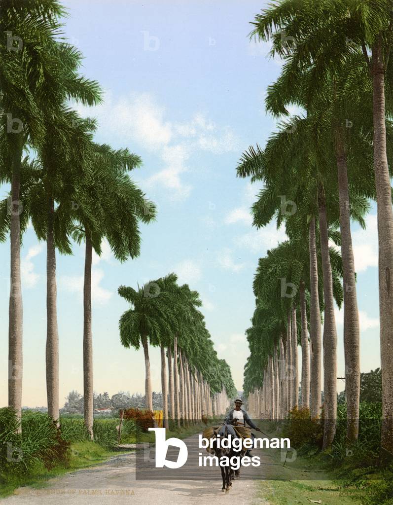 Avenue of Palms, Havana, 1903 (colour litho)