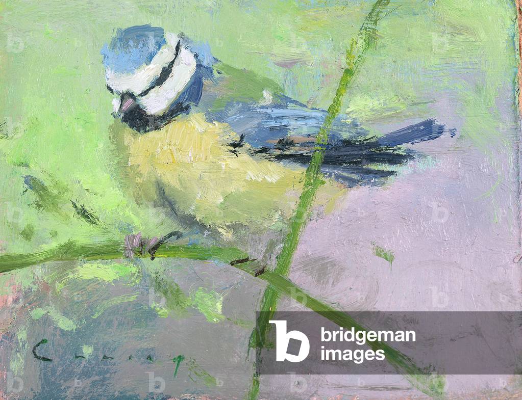 Immagine di Dipinto "Blue Tit II (olio a bordo)", 20th Secolo di Fred Cuming