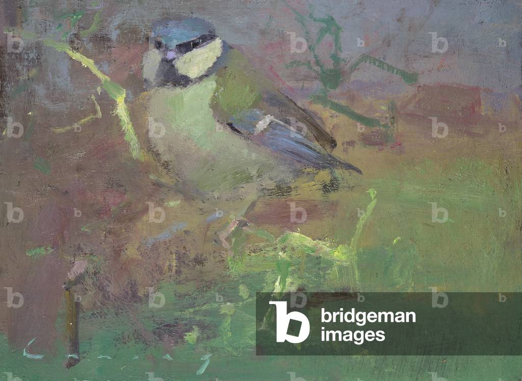 Blaumeise (Öl auf Karton)