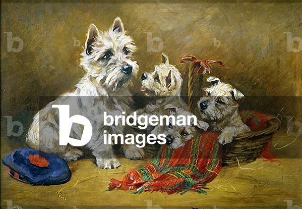 Cairn Terriers (oil on board)