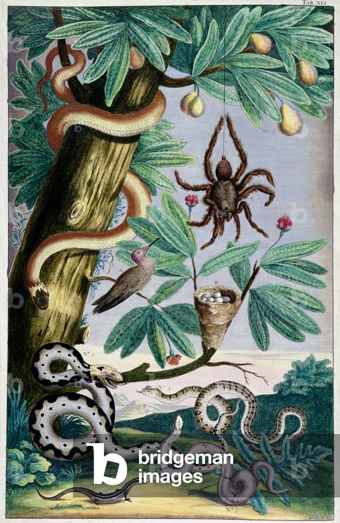 Spiders and Snakes: from Albert Seba's 'Locupletissimi Rerum Naturalium', c.1750 (hand coloured engraving)