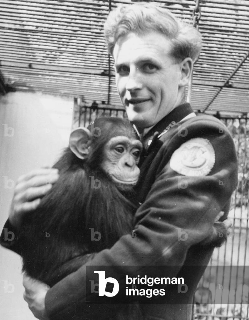 Chimpanzee and Keeper at Belle Vue Gardens, Manchester, 1946 (b/w photo)