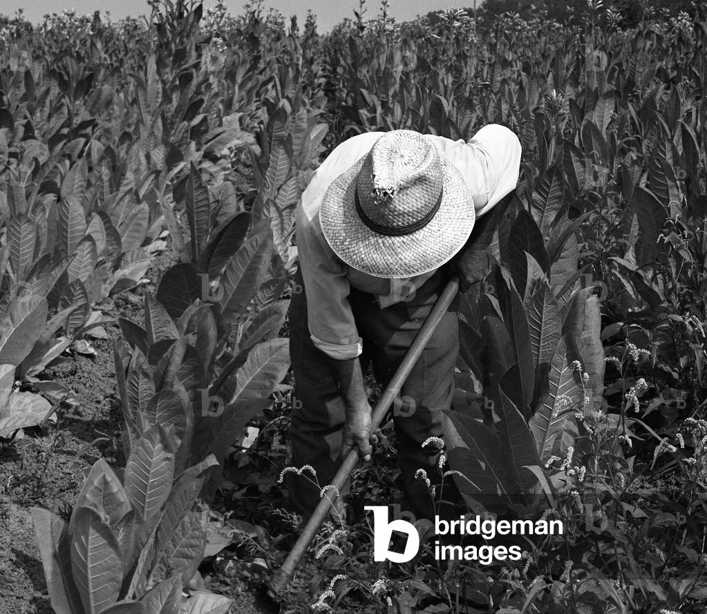 Agriculture: work in a tobacco field, France 1970's