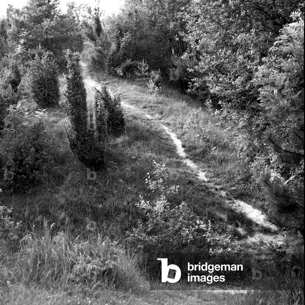 Sentier  (b/w photo)