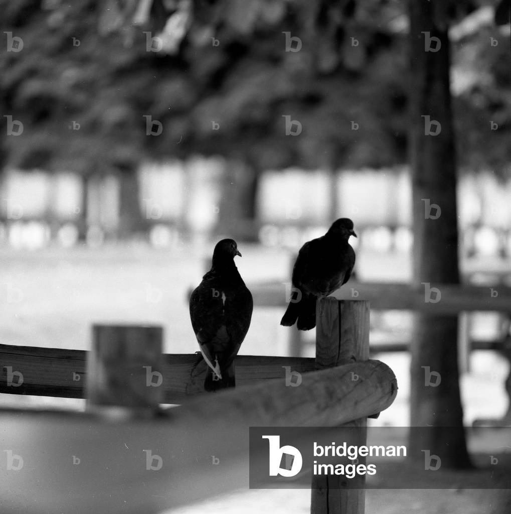 Pigeons at Palais Royal