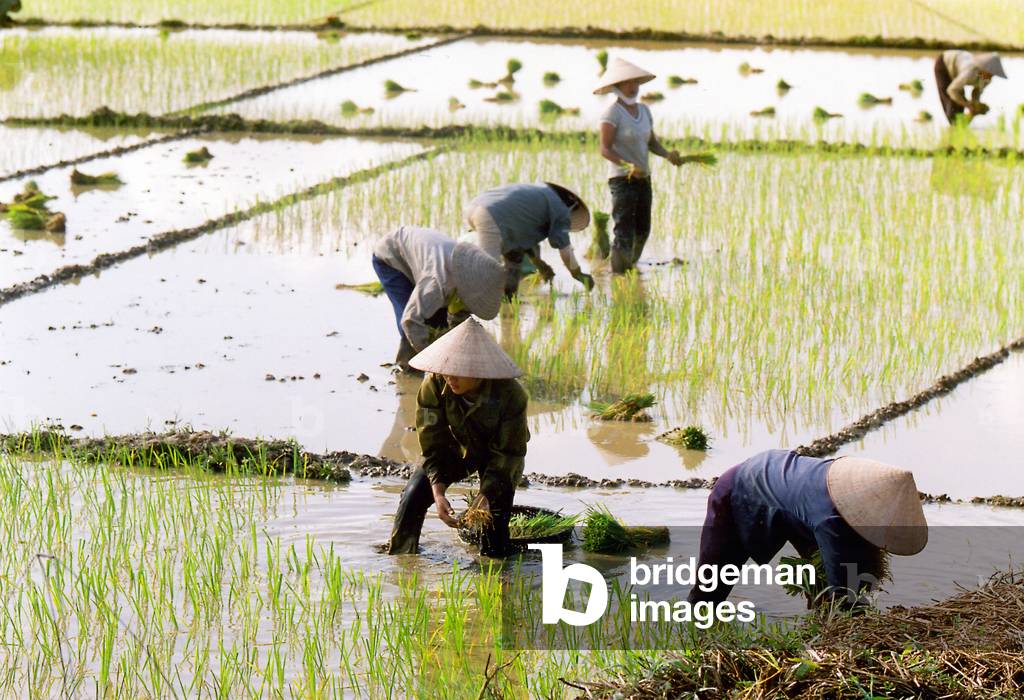 Recoling rice