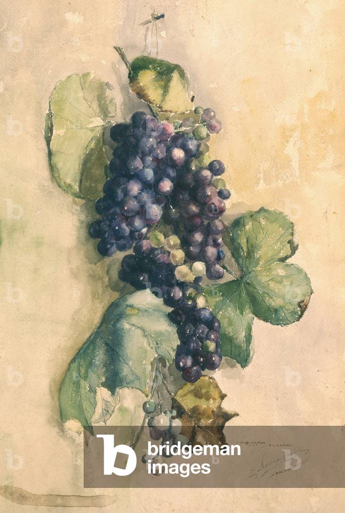 Hanging Grapes (w/c on paper)