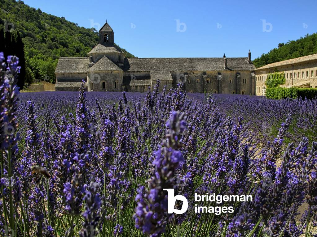 Lavender field at the Abbey of Senanque