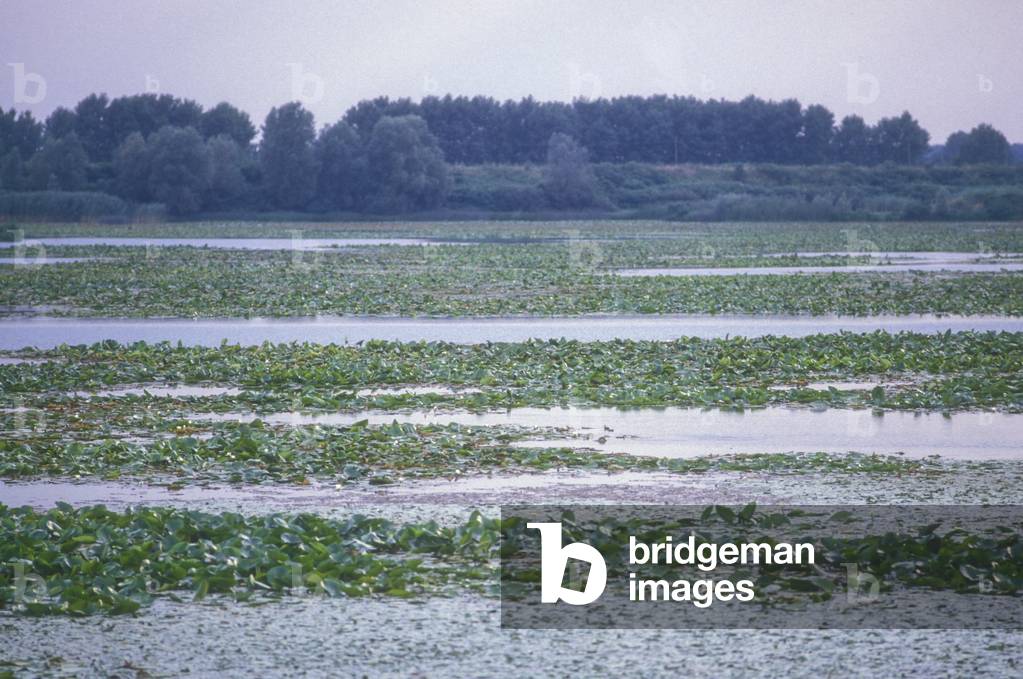 MANTUA. Waterlilies in the Mincio river