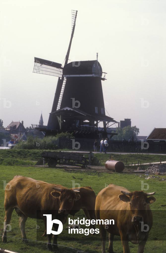 EDAM (Netherlands), Windmills
