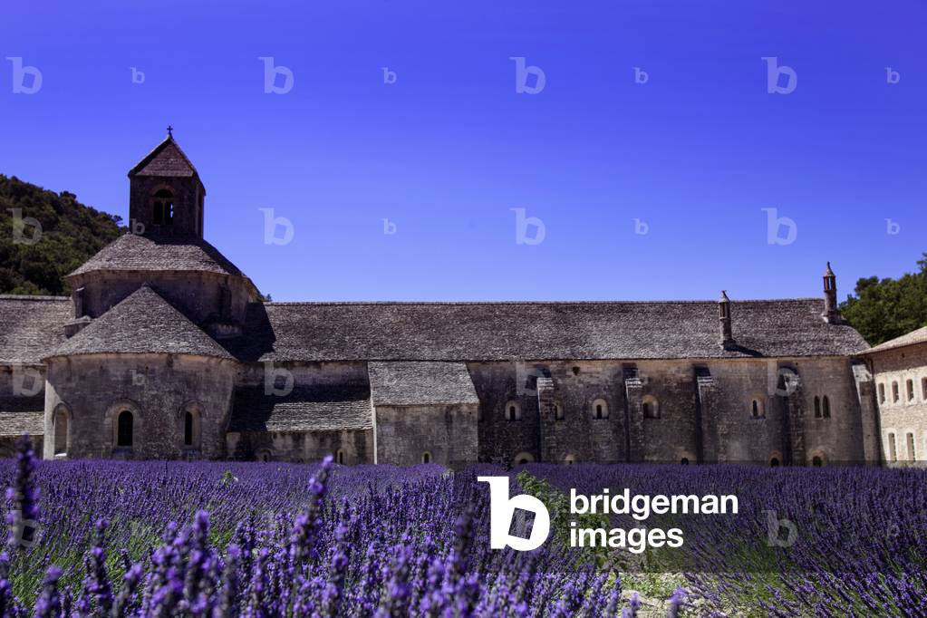 Lavender field at the Abbey of Senanque