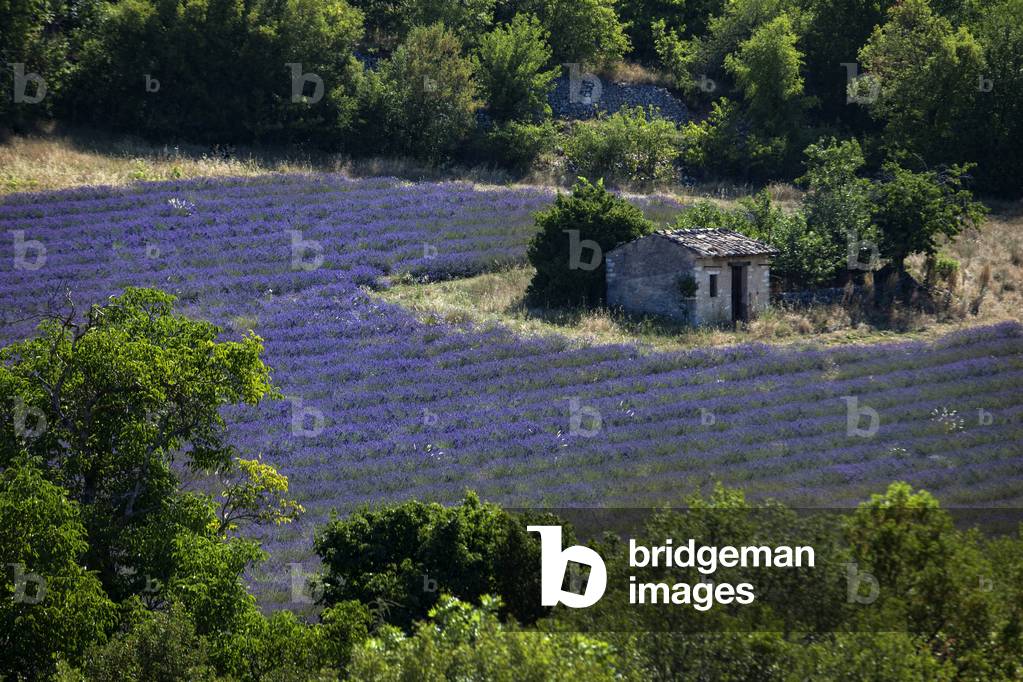 Lavender fields near Sault in Provence, France