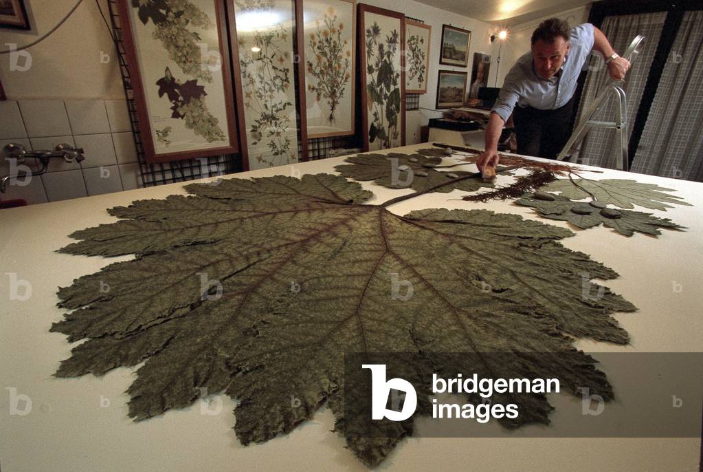 Turin, December 6, 2000. British artist Stuart Thornton in his studio where he composes his botanicals/Torino, 6 December 2000. L'artista inglese Stuart Thornton nel suo studio dove compone i suoi erbari -