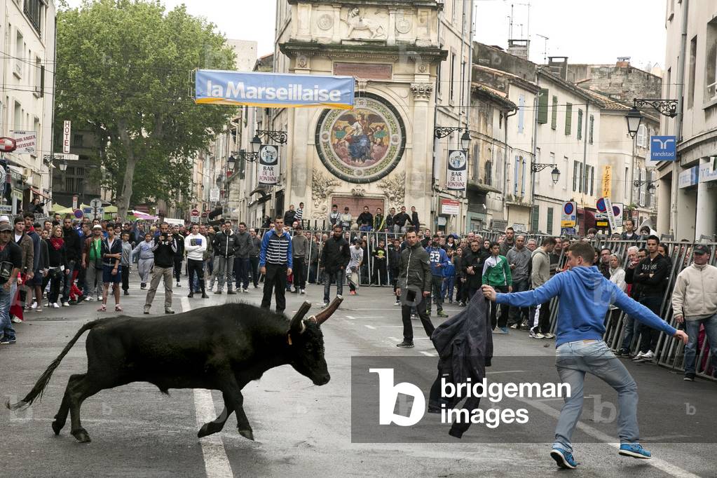 Arles, Provence, Easter Feria 2014. Encierro: young bulls are left running in the streets