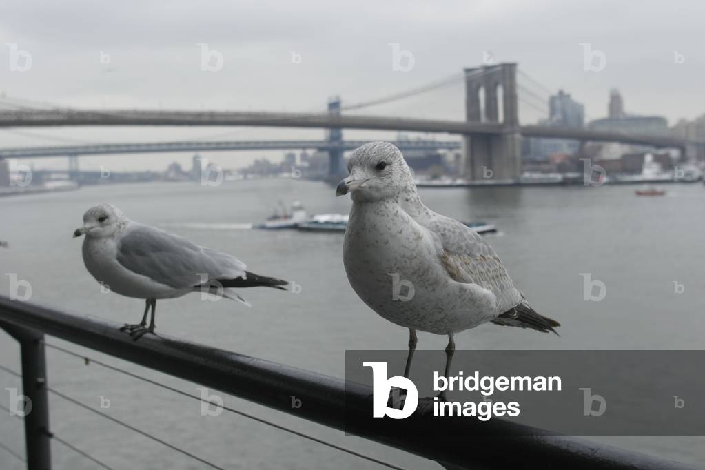 New York, February 2008. The Brooklyn Bridge (also known as the East River Bridge) seen from Seaport