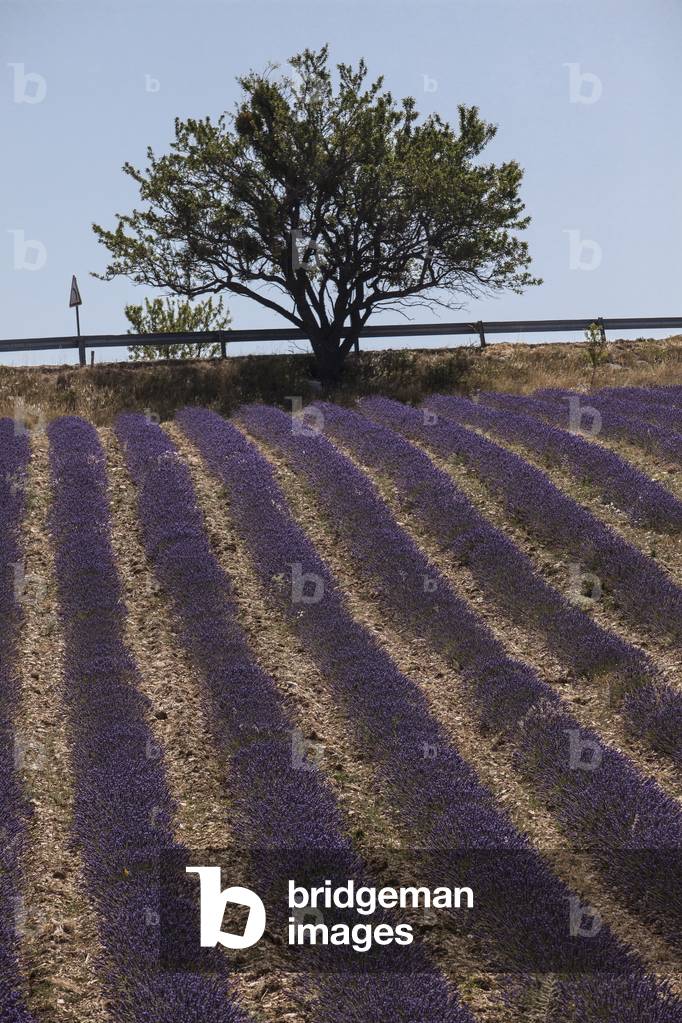 Lavender fields near Sault in Provence, France