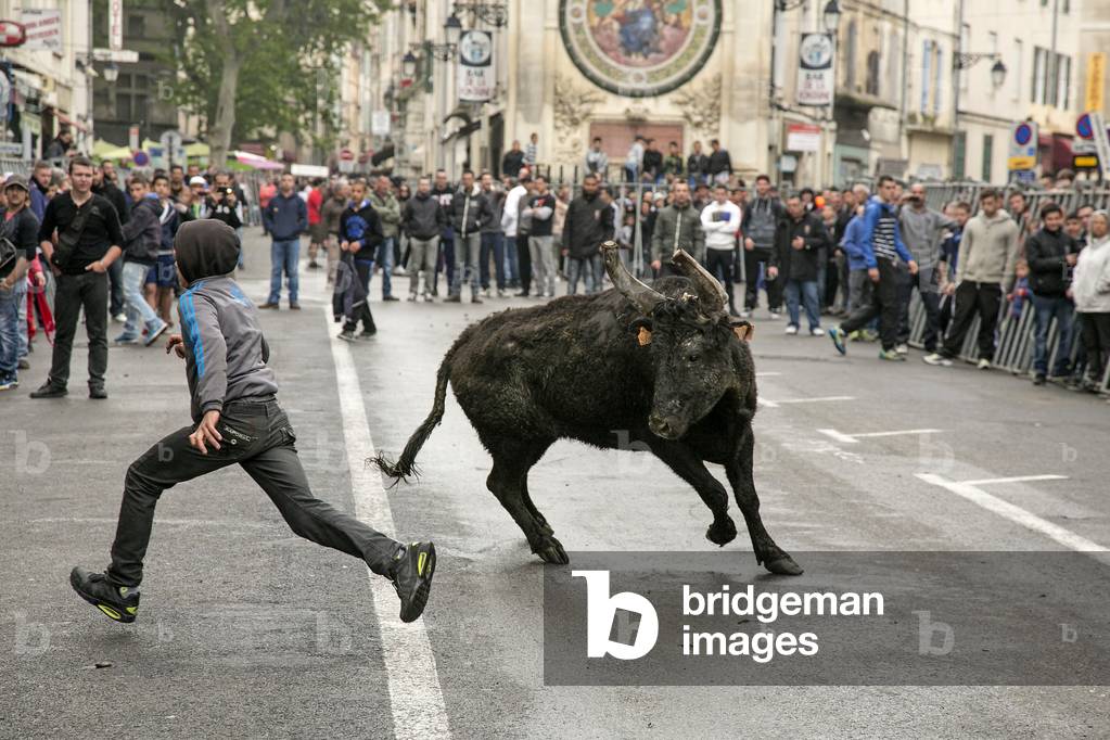Arles, Provence, Easter Feria 2014. Encierro: young bulls are left running in the streets
