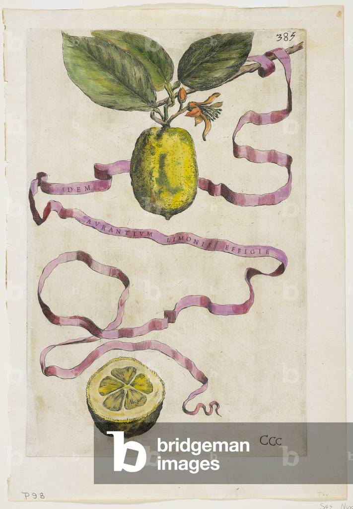 Idem Aurantium Limonis Effigle, from Hesperides, 1646 (coloured engraving)
