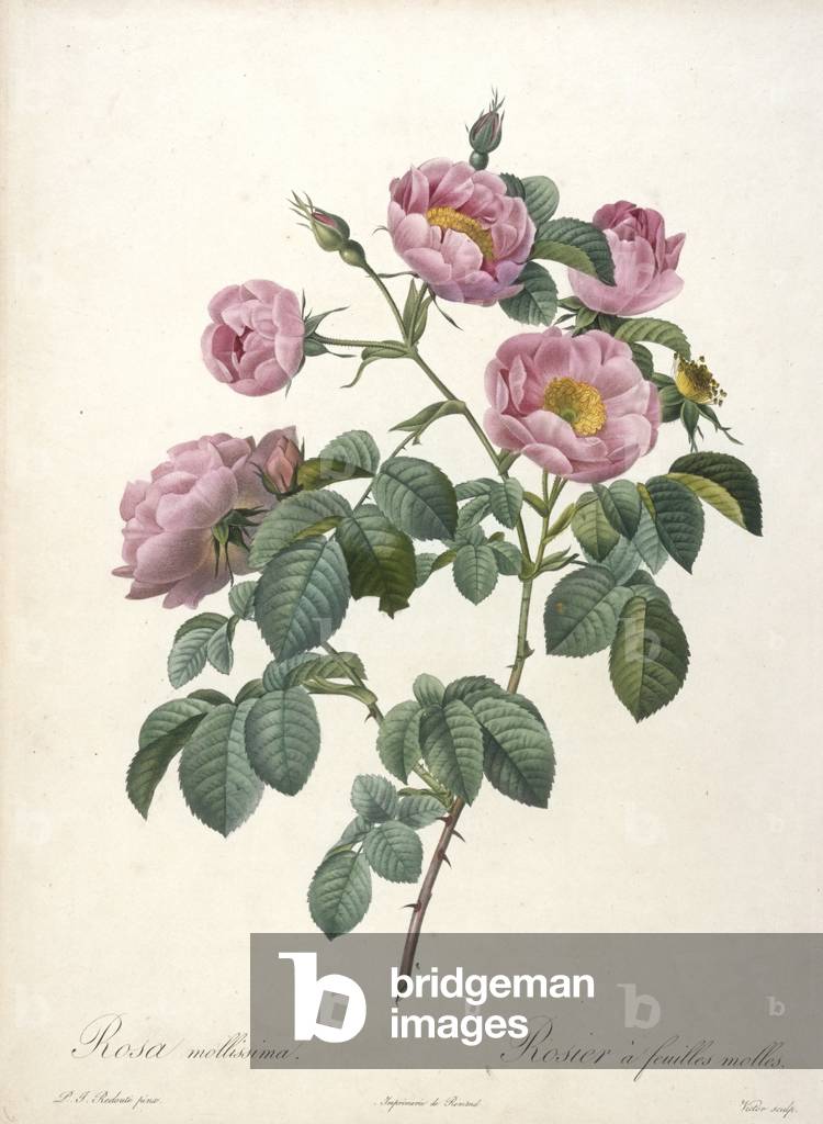 Rosa mollissima, Rosier a feuilles molles, engraved by Victor, from Les Roses, 1817-24 (hand-coloured stipple engraving)
