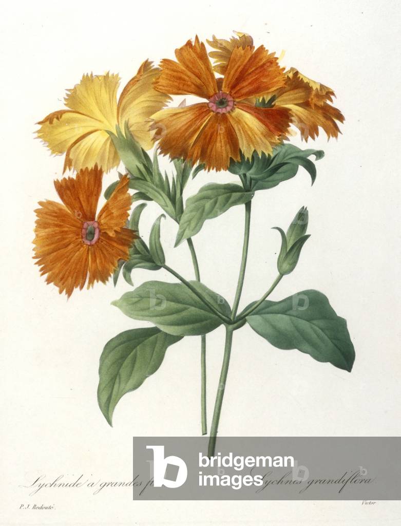 Lychnide a grandes fleurs, Lychnus grandiflora, engraved by François Langlois, from Choix Des Plus Belle Fleurs et des Plus Beaux Fruits, 1827 (hand-coloured stipple engraving)