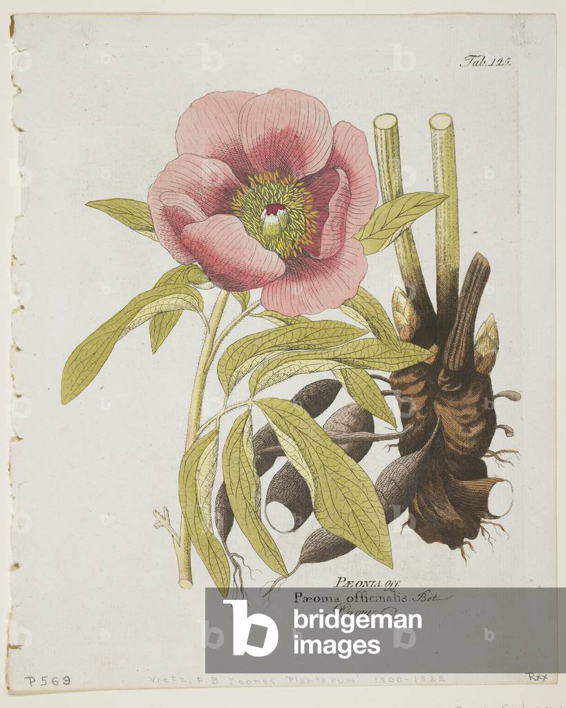 Paeonie, from Icones Plantarum Medico-Oeconomico-Technologicarum cum Earum Fructus ususque Descriptione, 1804 (hand-coloured engraving)
