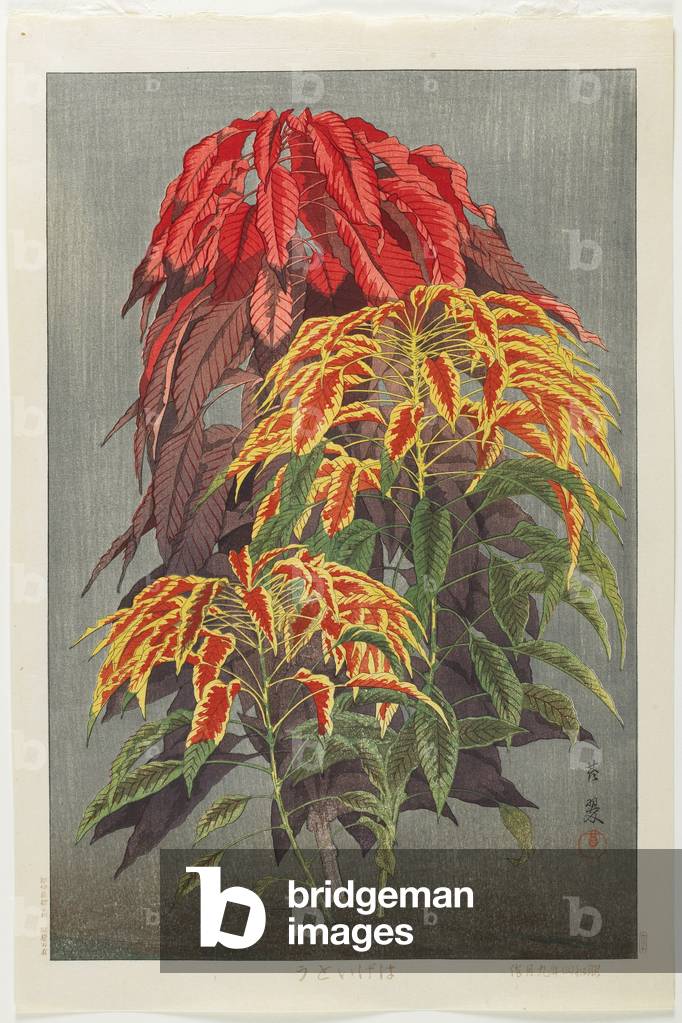Coleus, September 1929 (colour woodblock print)