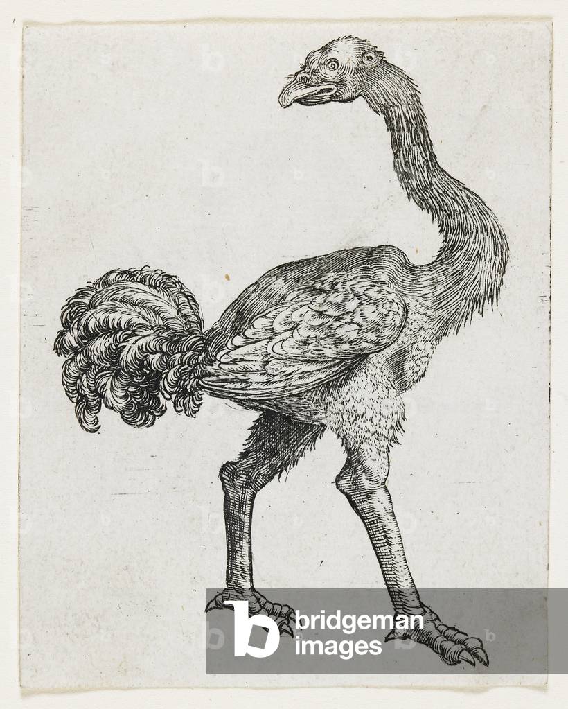 Ostrich, 1450-80 (engraving)