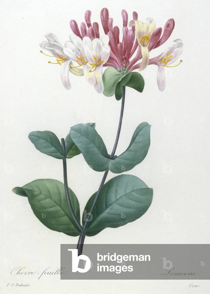 Chevre-feuille, from Choix Des Plus Belle Fleurs et des Plus Beaux Fruits, 1827 (hand-coloured stipple engraving)