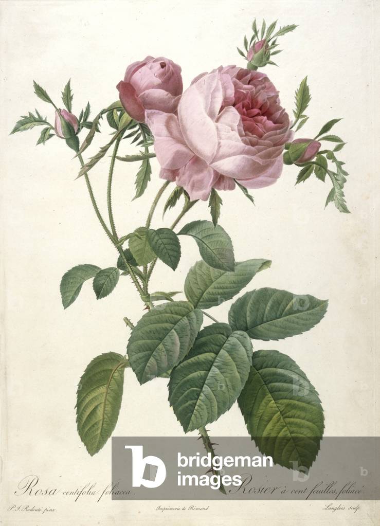Rosa centifolia foliacea, Rosier a cent feuilles, foliace, from Les Roses, engraved by François Langlois, 1817-24 (hand-coloured stipple engraving)