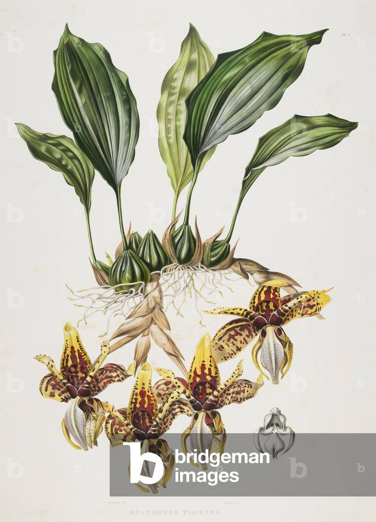 The Stanhope Tiger Orchid, 1838