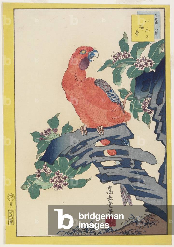 Pink Parrot on Rock, 1859 (colour woodblock print)