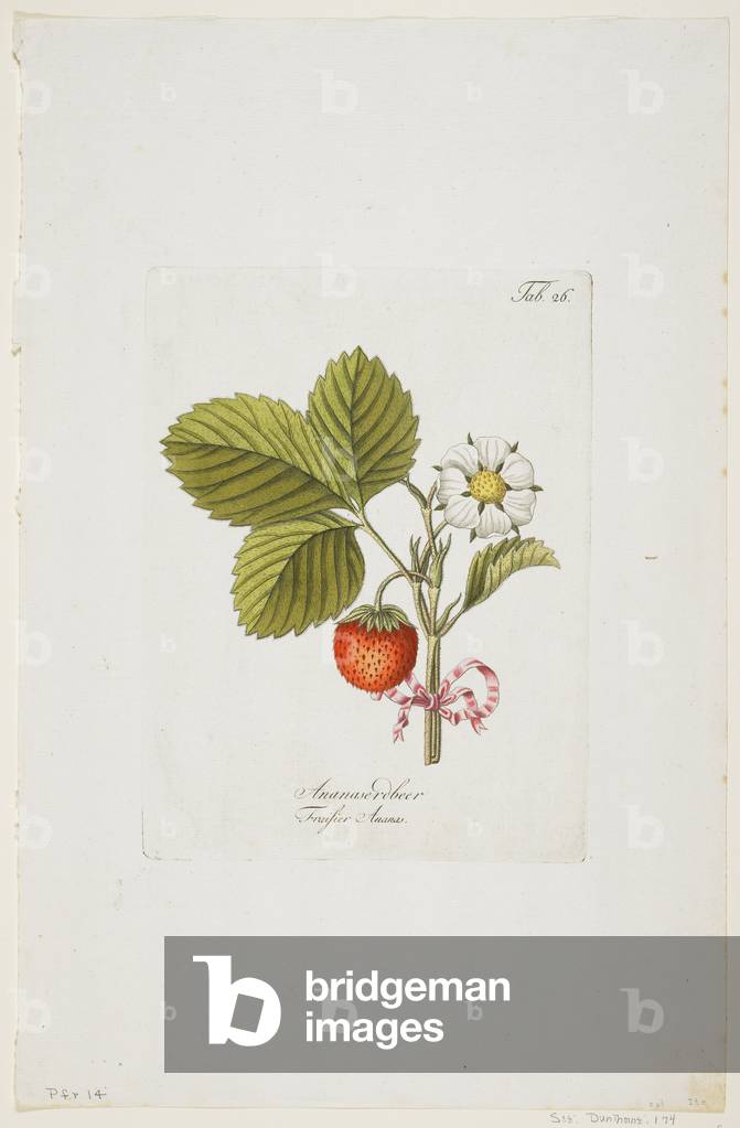 Ananaserobeer from 'Pomona Austriaca, ou Arbres Fruitiers D'Autriche', 1787-96 (hand-coloured engraving)