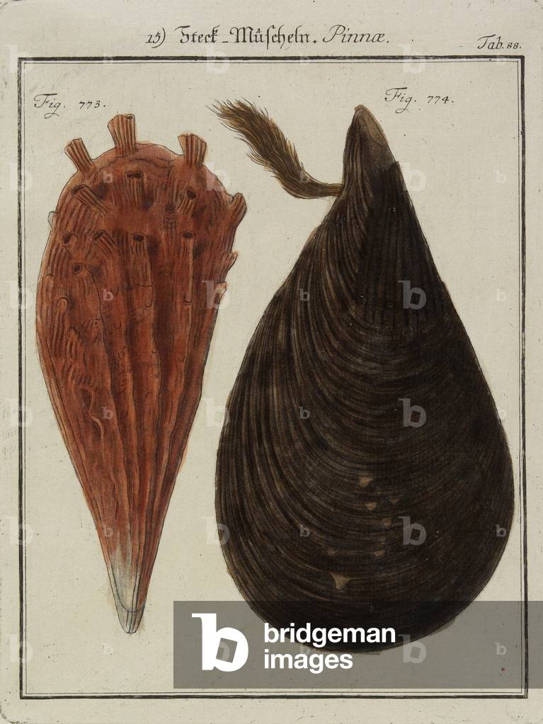Mussels, from Neues Systematisches Conchylien-Cabinet (The New Systematic Cabinet of Shells), 1784 (hand-coloured etching & engraving)