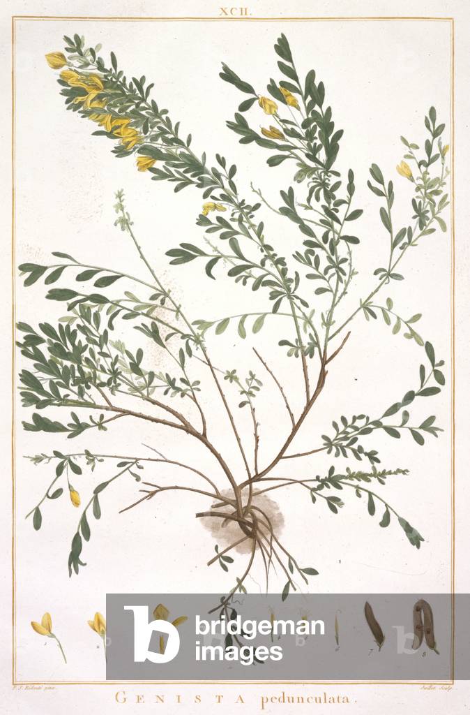Genista pedunculata, from Stripes Novae aut Minus Cognitae, engraved by J.J. Juillet, 1784 (hand-coloured engraving)
