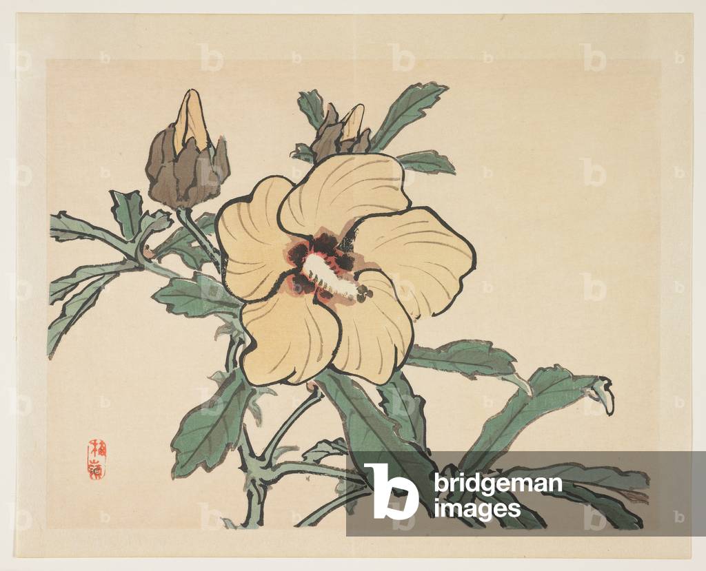 Flowering Hollyhock