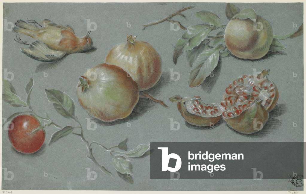 Pomegranates and Dead Bird, early 19th century (chalk on paper) 