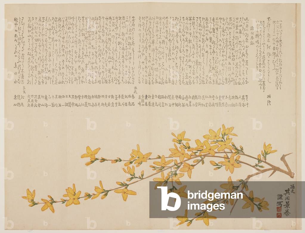 Japanese Yellow Rose, or Yamabuki, c.1818-29 (colour woodblock print)