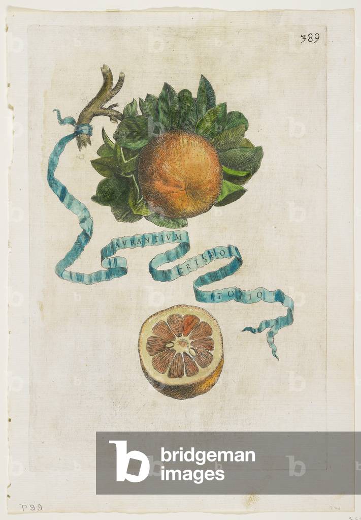 Aurantium Crispo Folio, from Hesperides, 1646 (coloured engraving)