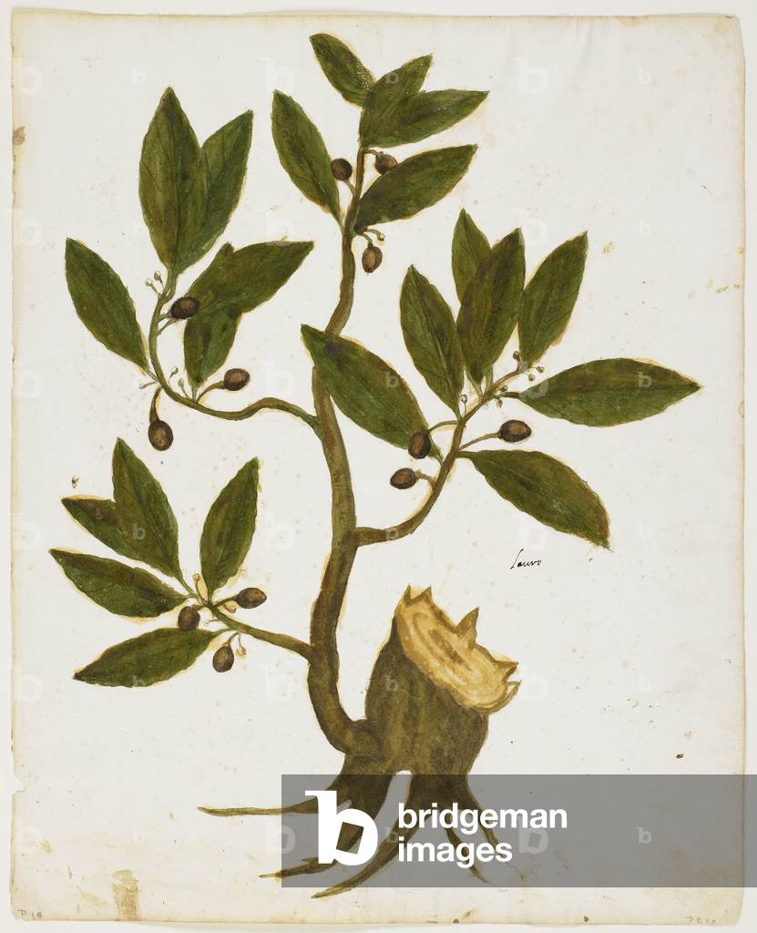 Laurel Tree (Laurus nobilis) (w/c & tempera on paper) 