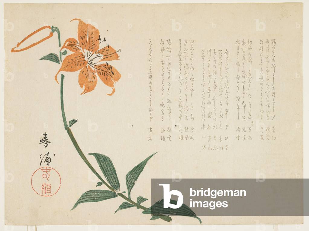 Tiger lily, c.1861-64 (colour woodblock print)