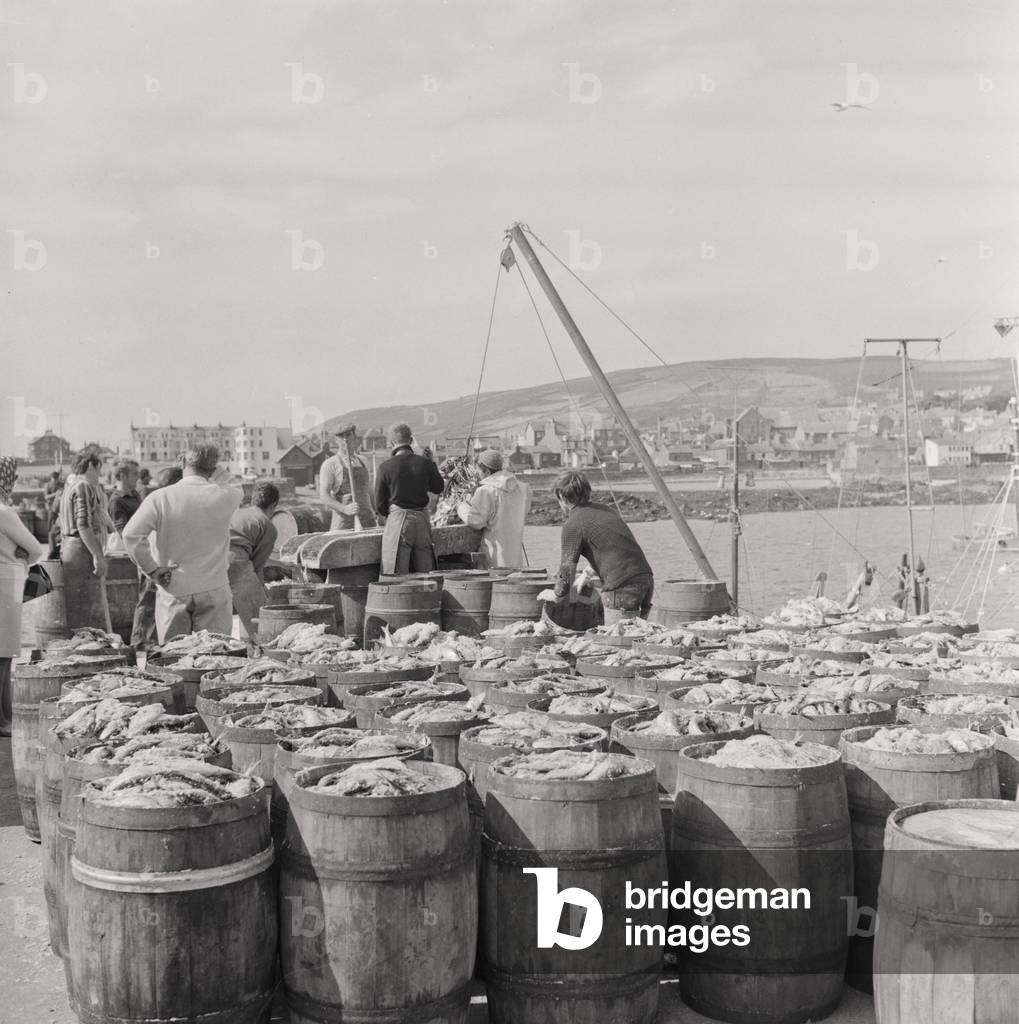 Herring being salted for export, September 1968 (b/w photo)