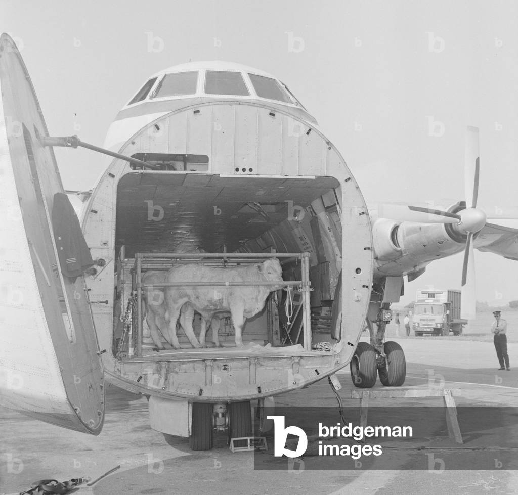 Loading cattle at Ronaldsway Airport, August 1973 (b/w photo)