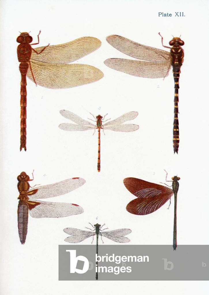 Different types of Dragonflies, illustration from the book 'Butterflies, Moths and Other Insects and Creatures of the Countryside', published 1927 (colour litho)