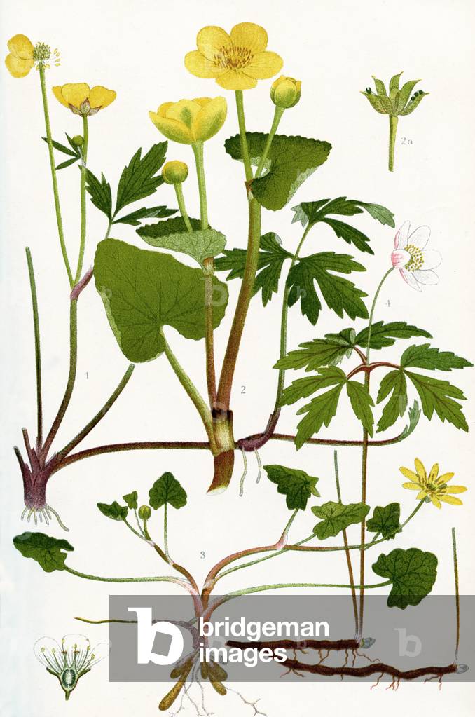 Wildflowers: Creeping Crowfoot, Marsh Marigold , Fruit of Marsh Marigold, Lesser Celandine, Wood Anemone, Vertical section through the flower of a Saxifrage