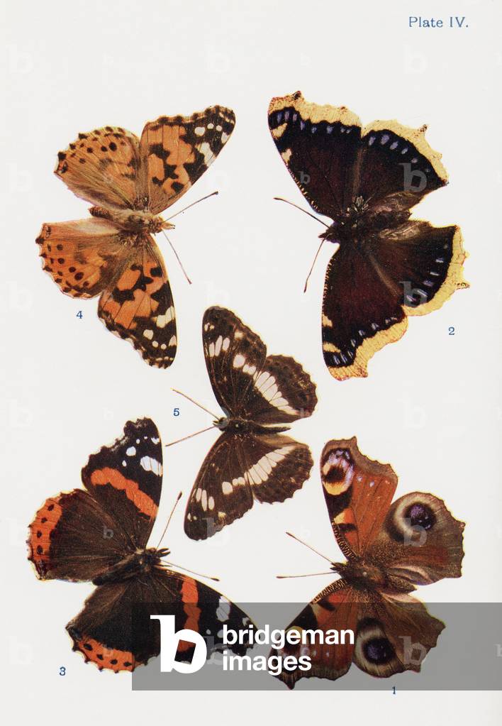 Different types of butterflies, illustration from the book 'Butterflies, Moths and Other Insects and Creatures of the Countryside', published 1927 (colour litho)