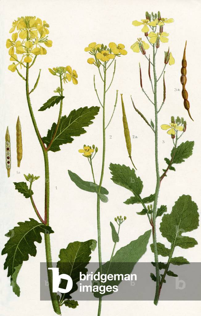 Wildflowers: Charlock, Fruit of Charlock, Wild Turnip, Fruit of Wild Turnip, Wild Radish 3a. Fruit of Wild Radish