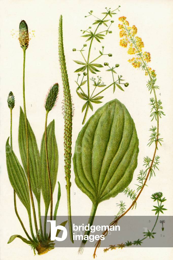 Wildflowers: Ribwort, Broadleaved Plantain or Waybread, Goose grass or Cleavers, Ladies' Bedstraw, Field madder